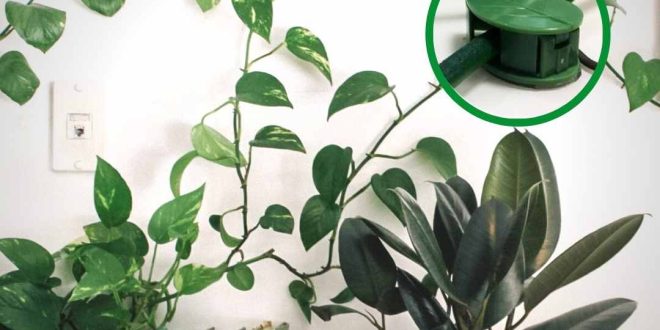 کلیپس نگهدارنده گیاه رونده Leafy | گیره برگی شکل برای دیوار سبز